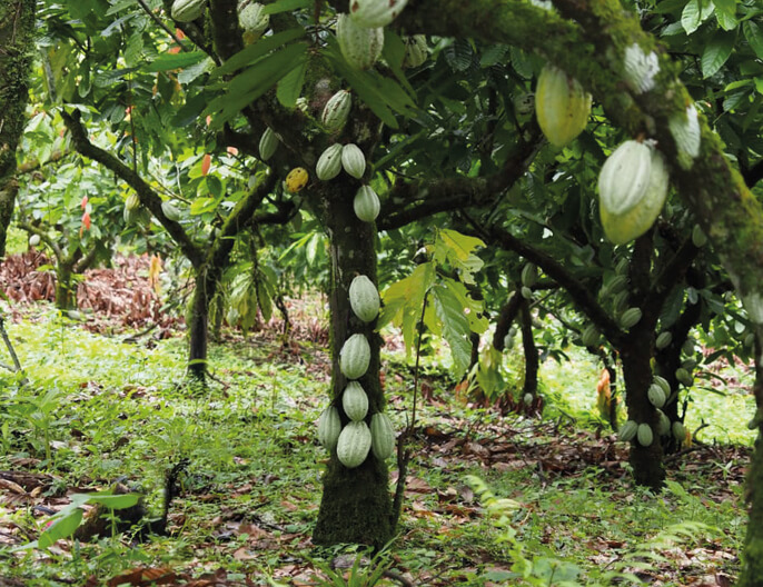CacaoyÃ¨re coopÃ©rative La Campesina au Nicaragua - Chocolat noir Pistache Noisette